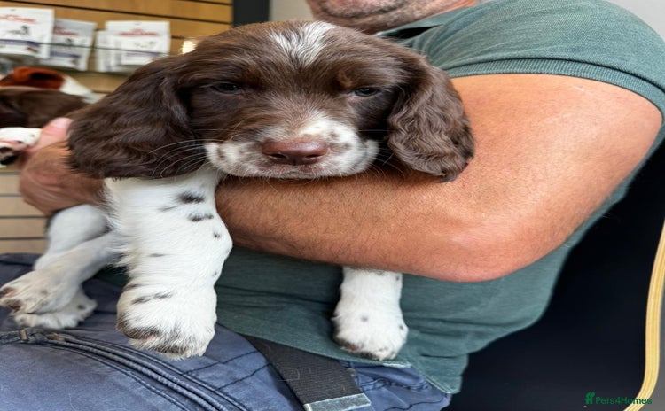 English Springer Spaniel dogs - Advert 7