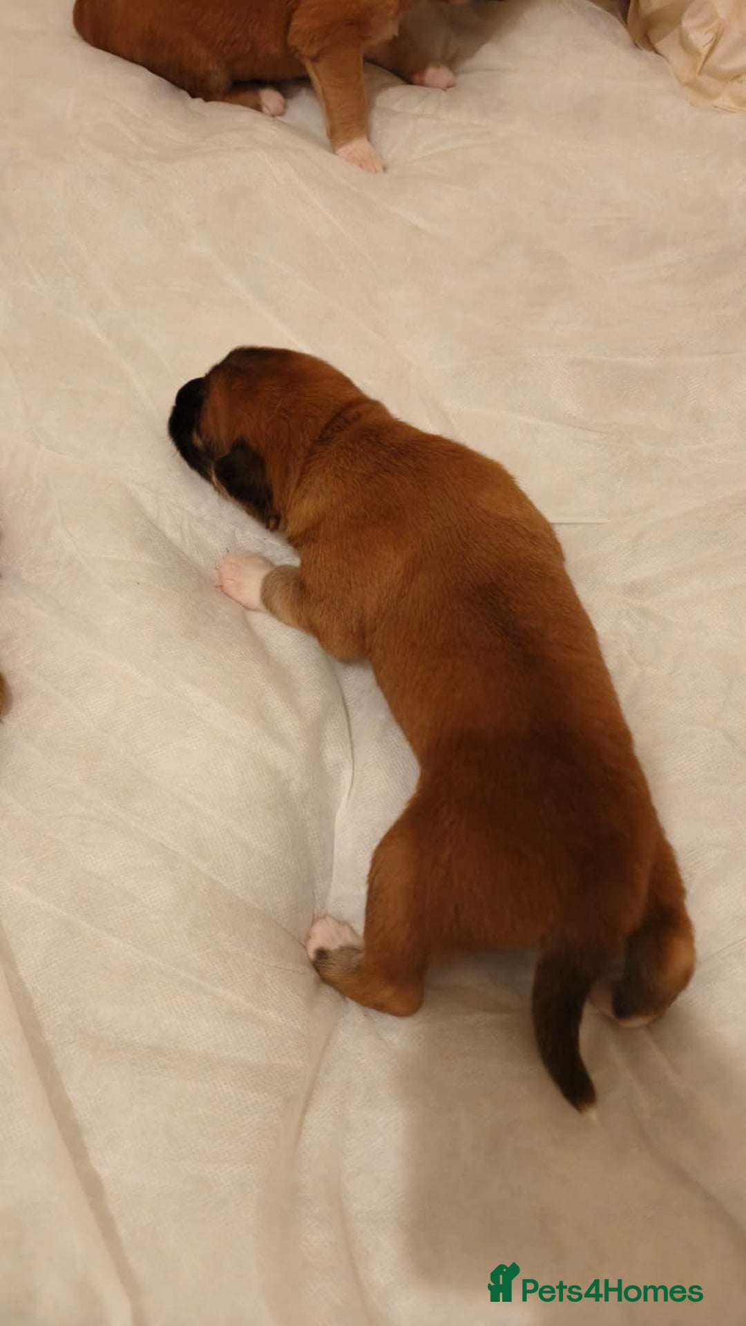 Mixed Breed dogs for sale: German Staffy Litter Available 12/10/25 - Image 17
