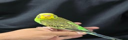 Budgerigars birds for sale: Silly hand tamed baby budgies for sale  - Advert 17