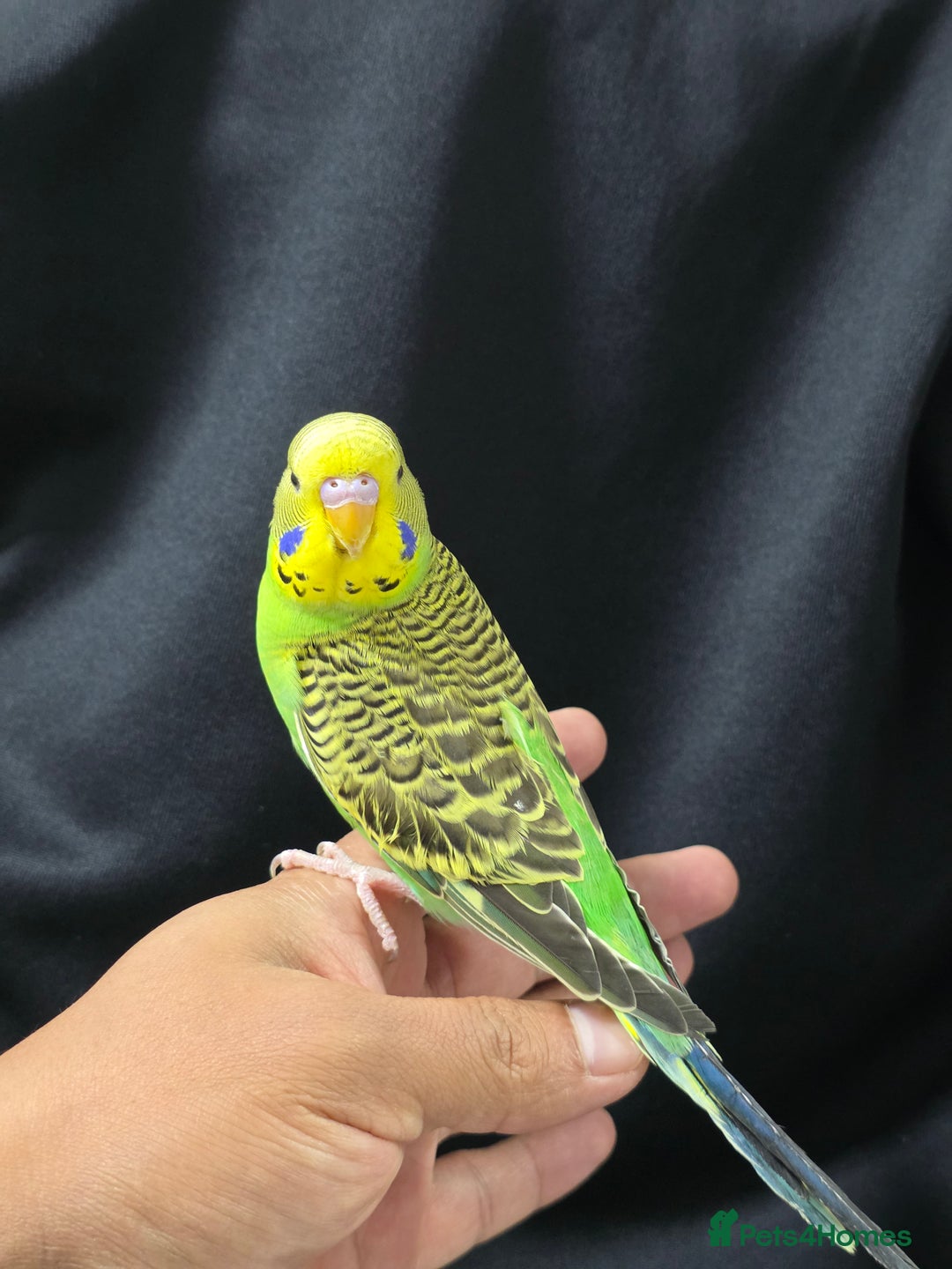Budgerigars birds for sale: Silly hand tamed baby budgies for sale  - Advert 17
