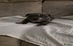 Staffordshire Bull Terrier dogs for sale: 3 Beautiful little staff boys - Image 18