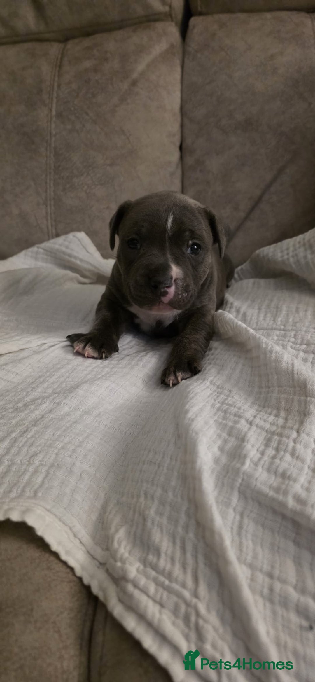 Staffordshire Bull Terrier dogs for sale: 3 Beautiful little staff boys - Image 18
