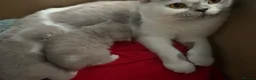 British Shorthair cats for sale: GCCF REG HEALTH TESTED KITTENS  - Advert 2