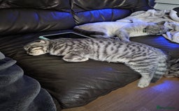Scottish Fold cats for sale: Scottish Fold kitten. (last boy) - Image 5