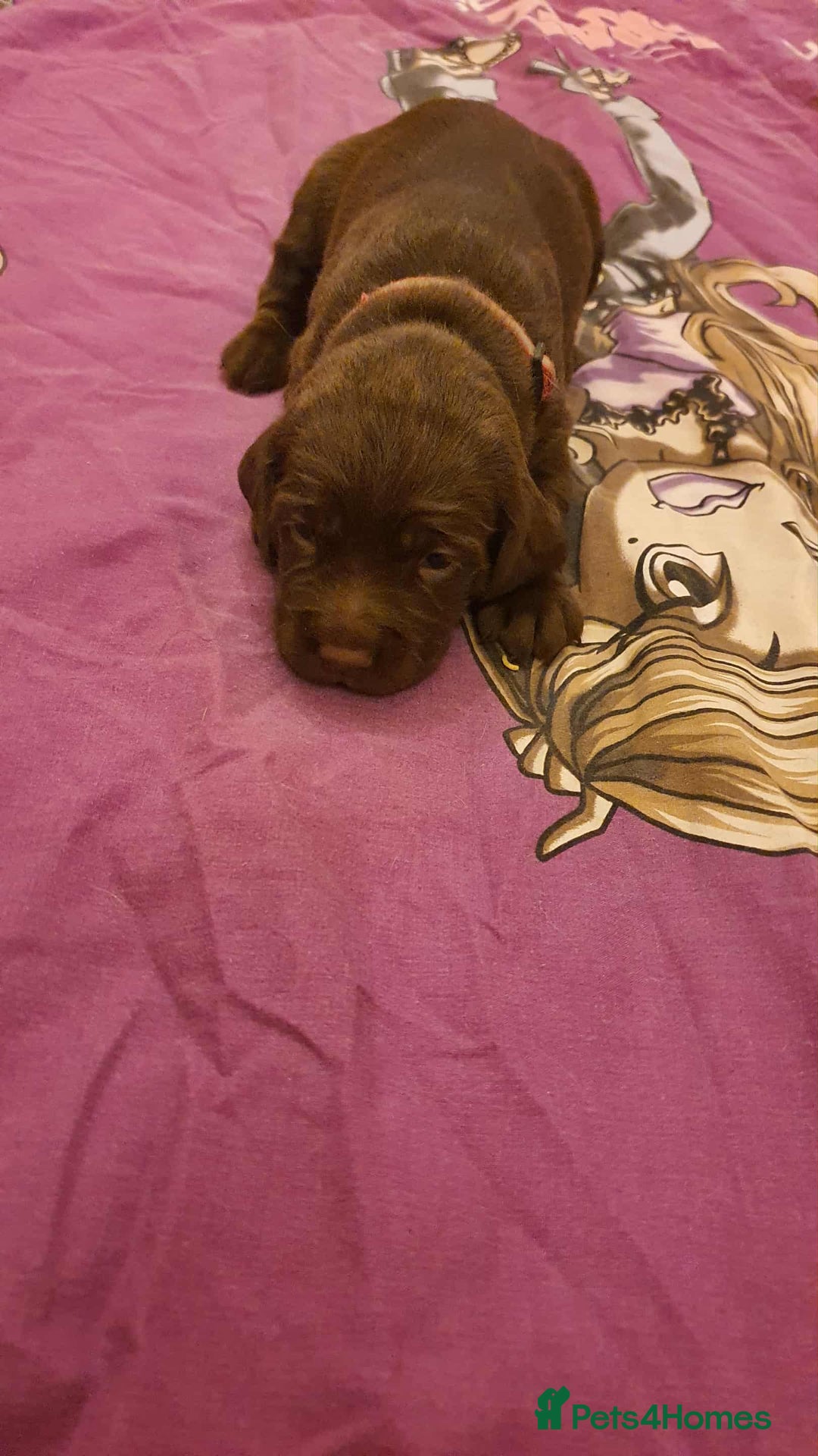 Mixed Breed dogs for sale: Cockerdor x english springer spaniel  - Image 11