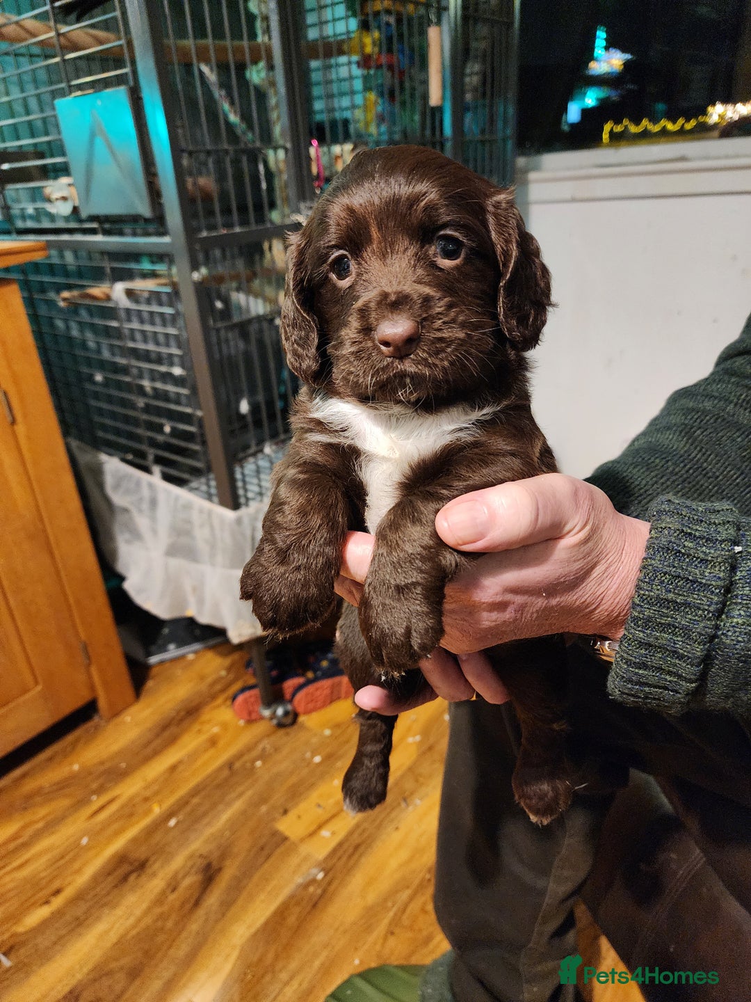 Sprocker dogs for sale: Sprocker pups - Advert 2