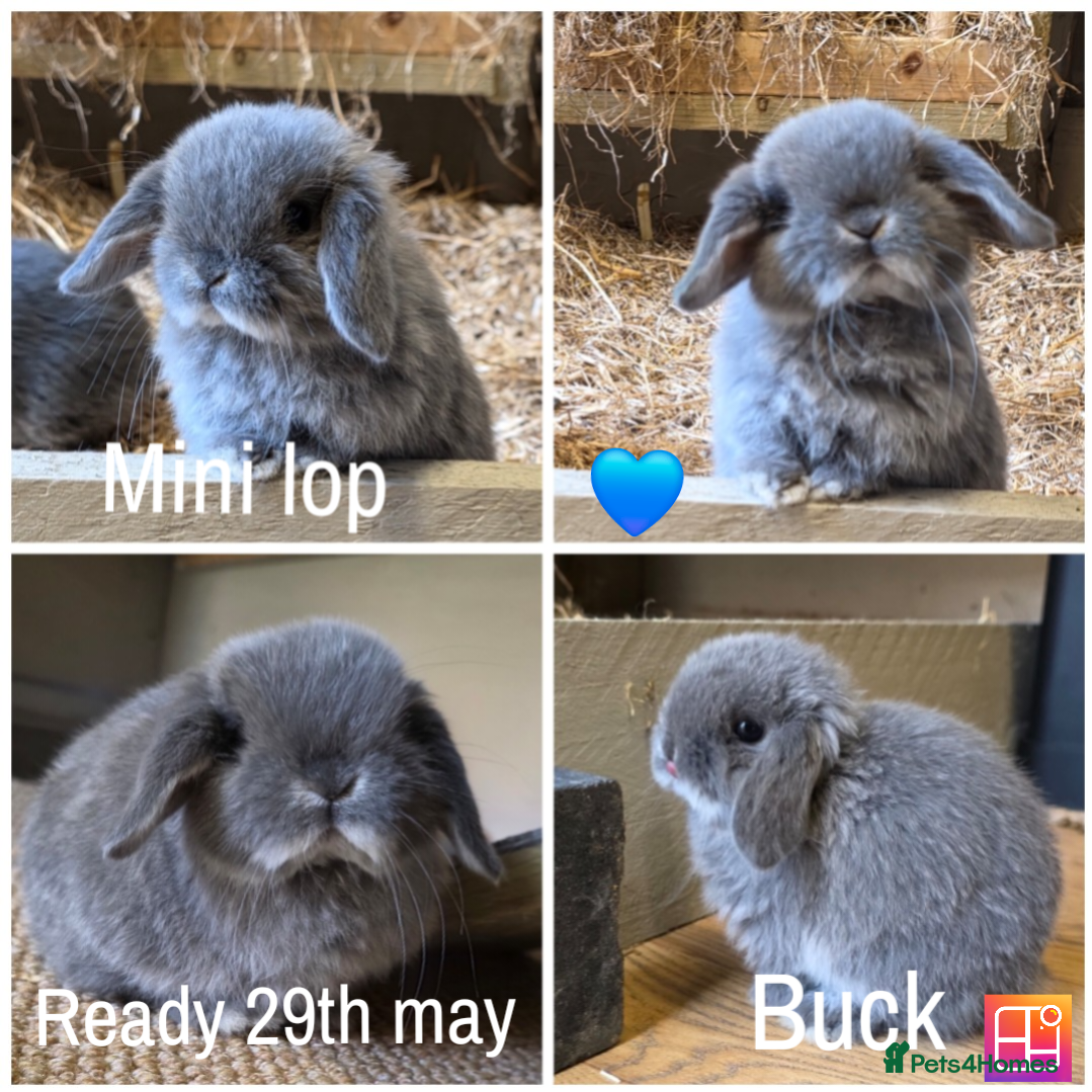 Mini Lop rabbits Mini lops looking for loving home - Advert 18