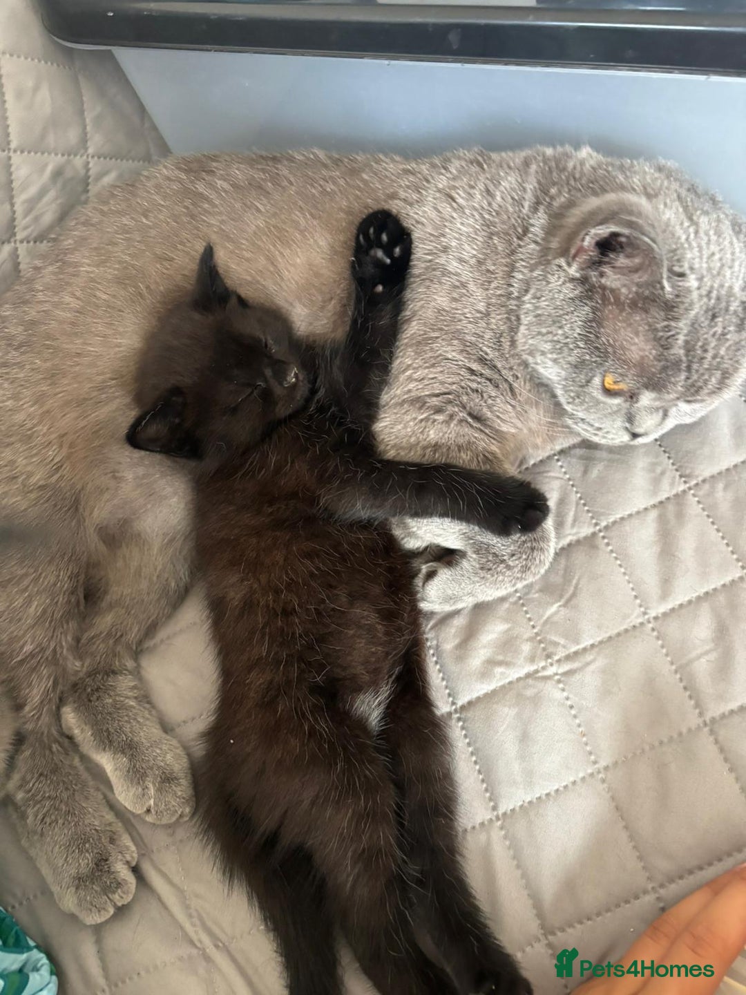 Mixed Breed cats for sale: Tabby girls kitten - Image 11
