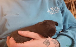 Guinea Pig rodents for sale: Pair of Male Guinea Pigs  - Image 12