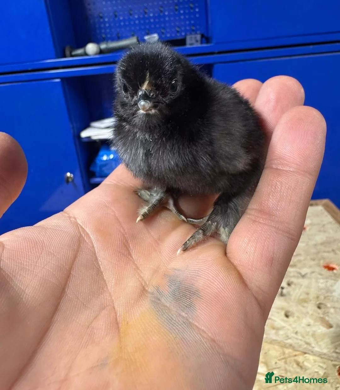 Chickens poultry for sale: 1day old chicks unsexed. in Dorking - Advert 2