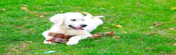 Golden Retriever dogs for sale: Purpose Bred Puppies for Assistance & Family Homes - Advert 5