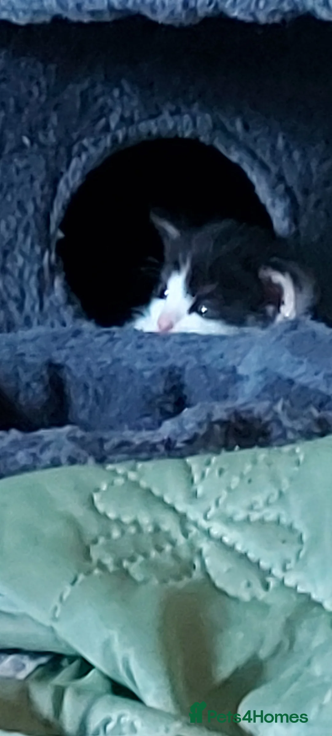 Mixed Breed cats for sale: 3 adorable kittens available - Advert 2