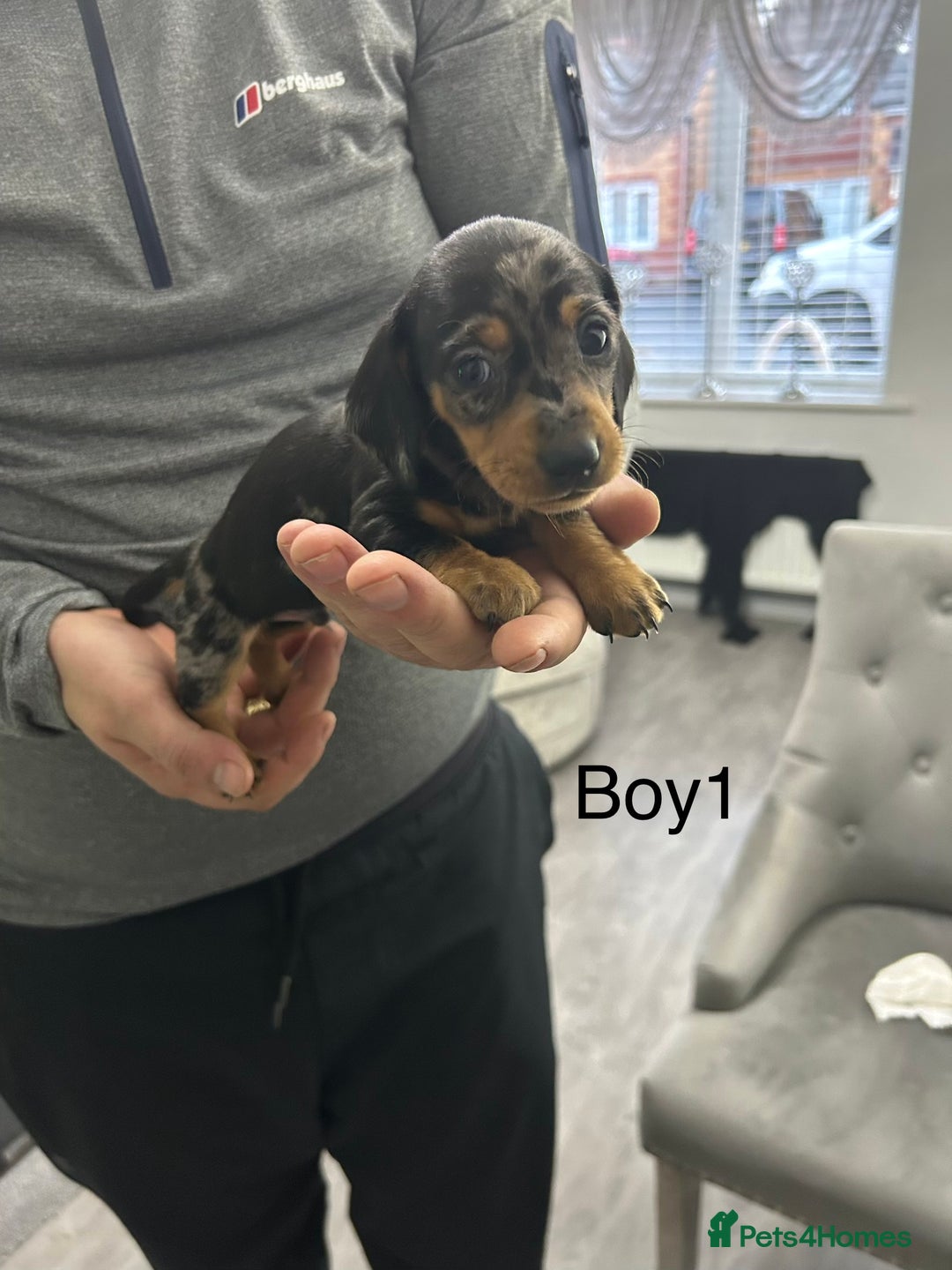 Miniature Dachshund dogs for sale: Miniature dachshund puppies  - Advert 2