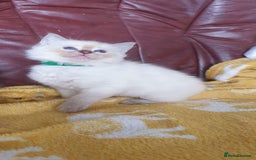 Ragdoll cats for sale: Stunning GCCF Registered Ragdoll Kittens. - Image 11