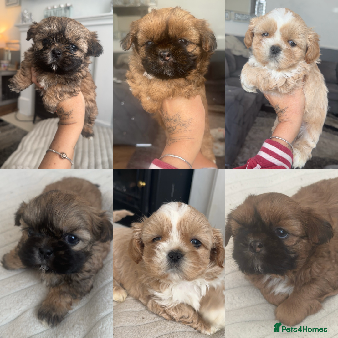 Shih Tzu dogs Stunning imperial shih tzu puppies  - Advert 1