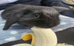 Mini Lop rabbits for sale: 4 gorgeous mini lop boys - Image 9
