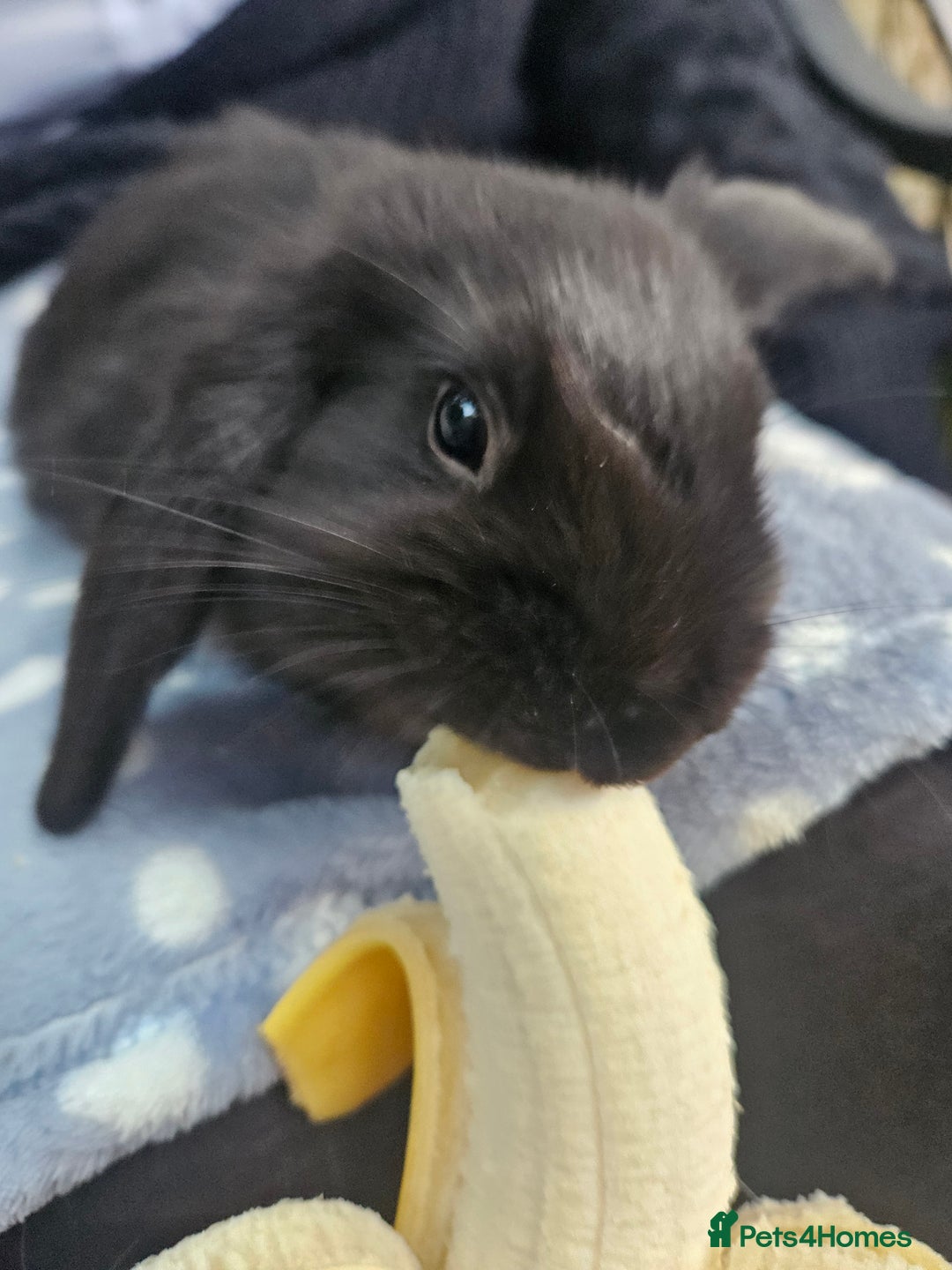 Mini Lop rabbits for sale: 4 gorgeous mini lop boys - Image 9