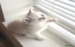 Scottish Fold cats for sale: 😻Pure breed Stunning Scottish straight angels 😻 - Image 12