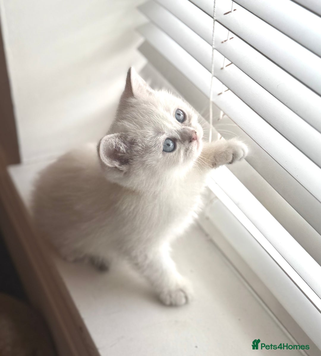 Scottish Fold cats for sale: 😻Pure breed Stunning Scottish straight angels 😻 - Image 12