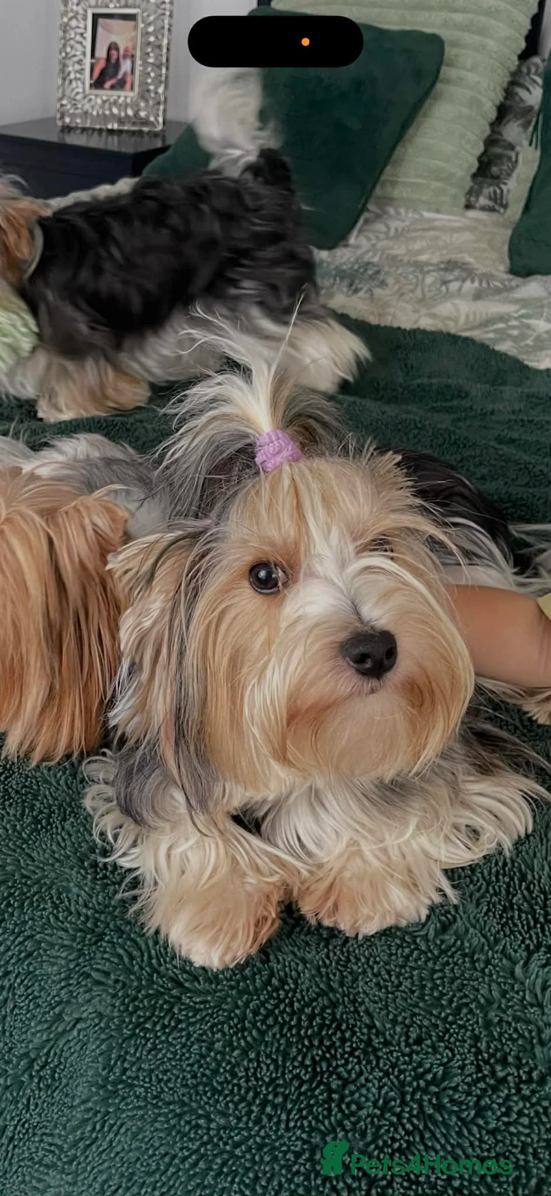 Yorkshire Terrier dogs for sale: Yorkshire Terrier Biewer - Advert 2