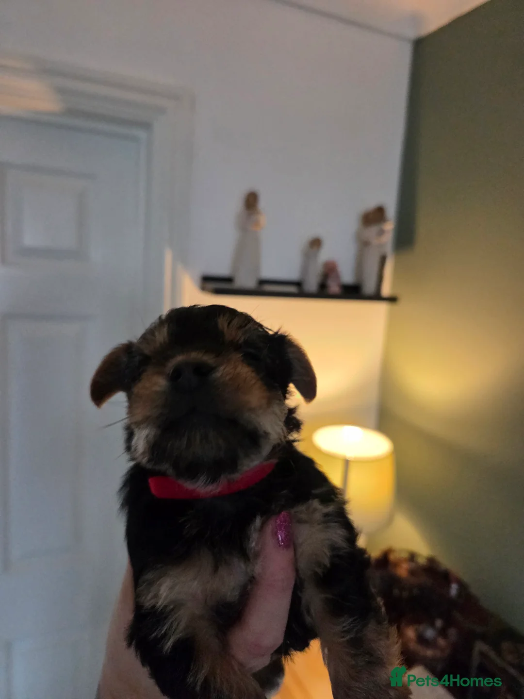 Yorkshire Terrier dogs for sale: Beautiful miniature Yorkshire terrier puppies - Advert 13