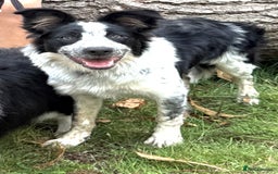 Border Collie dogs for sale: 7 month old border collie girl  - Image 2
