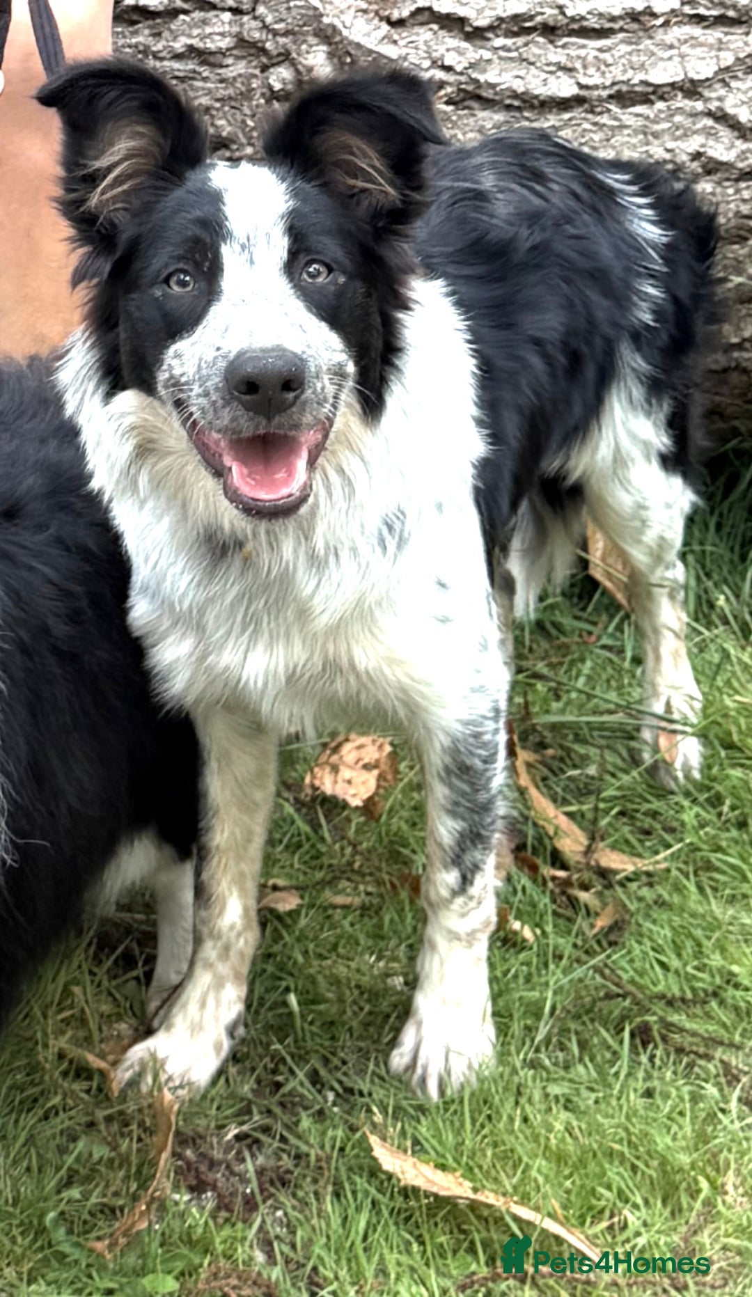 Border Collie dogs for sale: 7 month old border collie girl  - Image 2