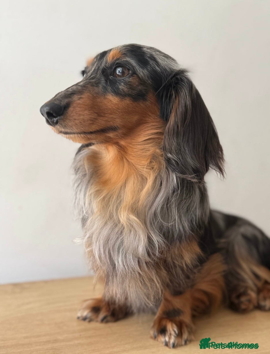 Miniature Dachshund dogs for sale: KC Long haired miniature dachshund puppies - Image 21