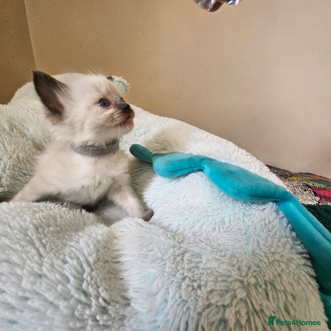 Ragdoll cats for sale: 7 beautiful fluffy Ragdoll cats.  - Image 29