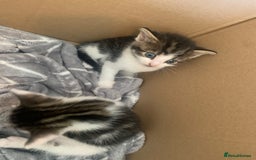 British Shorthair cats for sale: 6 litter mixed domestic kittens  - Image 5