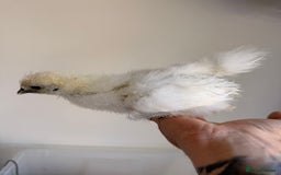 Chickens poultry for sale: Silkies & bantam gold Welbar young  - Image 6