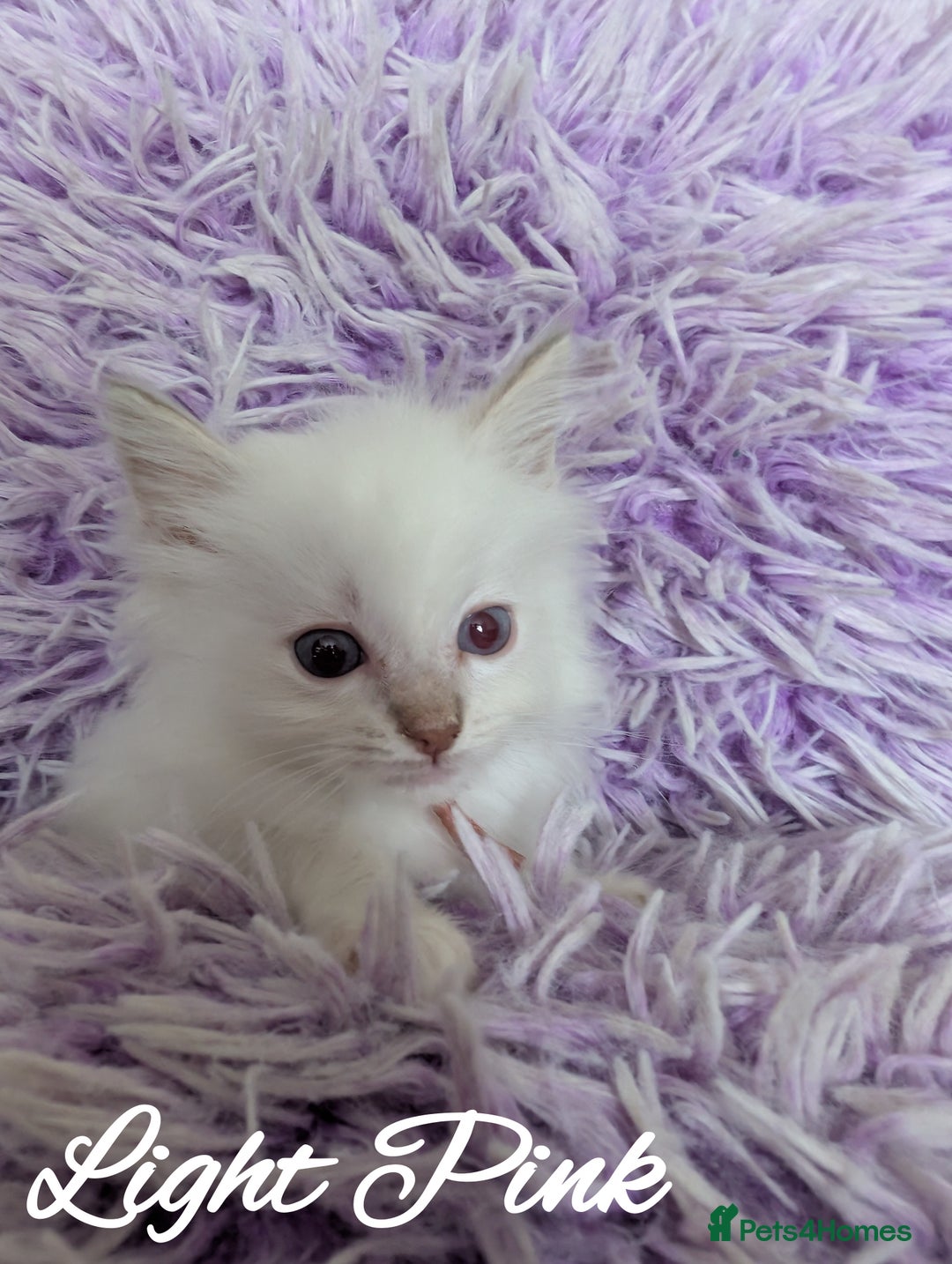 Ragdoll cats for sale: GCCF REG PEDIGREE RAGDOLL KITTENS - Image 8