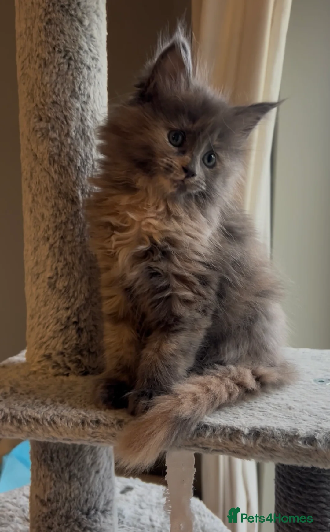 Maine Coon cats for sale: Blue Cream Tortie girl READY NOW - Advert 4