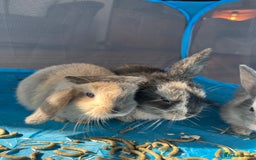 Mini Lop rabbits for sale: Mini lop baby bunnies - Image 11