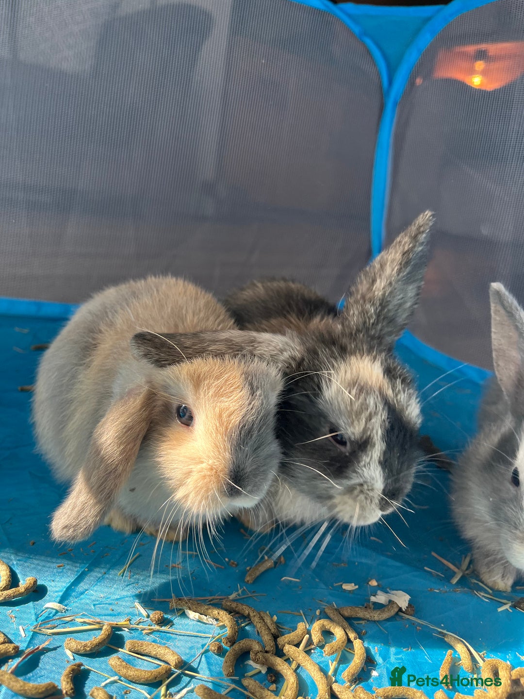 Mini Lop rabbits for sale: Mini lop baby bunnies - Image 11