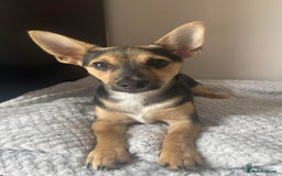 Mixed Breed dogs for sale: Cockapoochi Puppies - Image 15