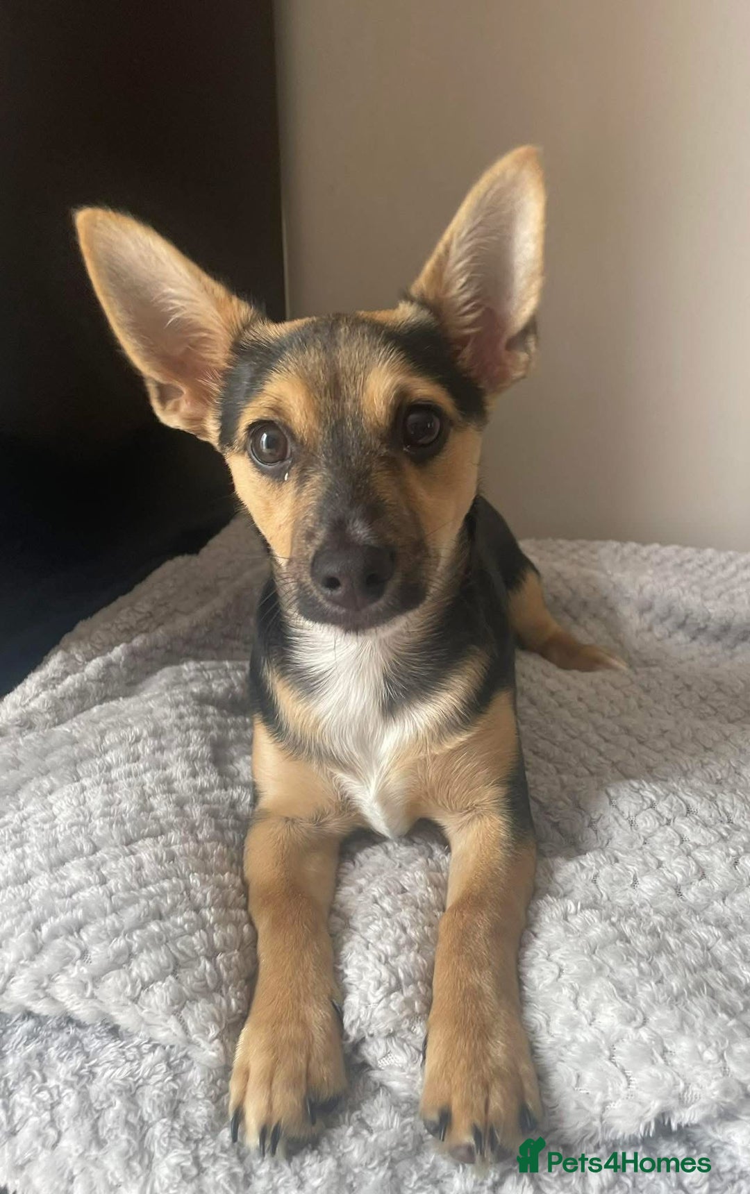 Mixed Breed dogs for sale: Cockapoochi Puppies - Image 15