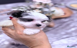 Biewer Terrier dogs for sale: Yorkshire terrier  - Advert 13