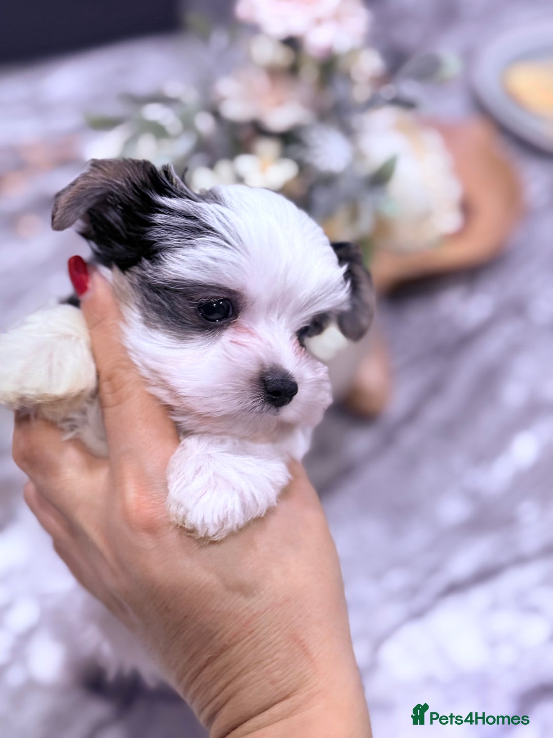 Biewer Terrier dogs for sale: Yorkshire terrier  - Advert 13