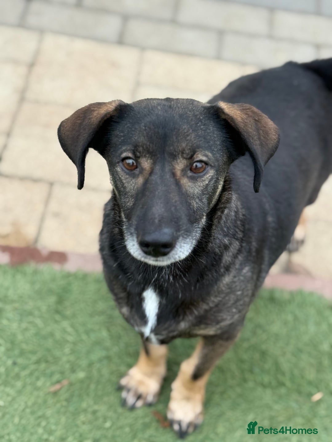 Mixed Breed dogs for adoption: Cute little Twix needs LoVE - Image 11