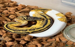 Python Snake reptiles for sale: Ball Pythons for sale (Adults & Babies) - Image 5