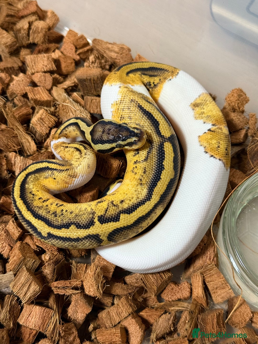 Python Snake reptiles for sale: Ball Pythons for sale (Adults & Babies) - Image 5