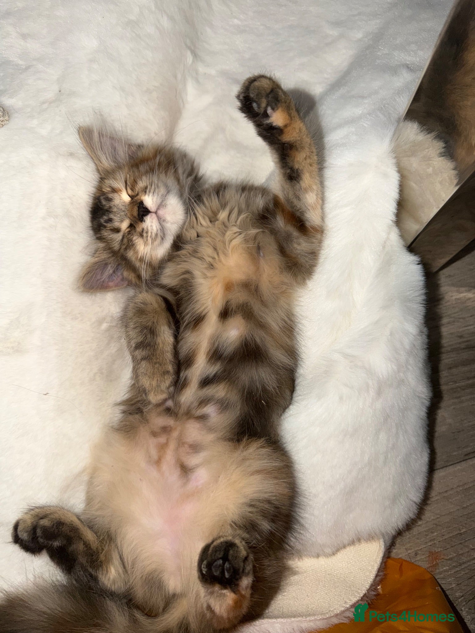 Mixed Breed cats Stunning long haired female kitten  - Advert 6