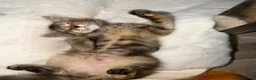 Mixed Breed cats for sale: Stunning long haired female kitten  - Advert 1