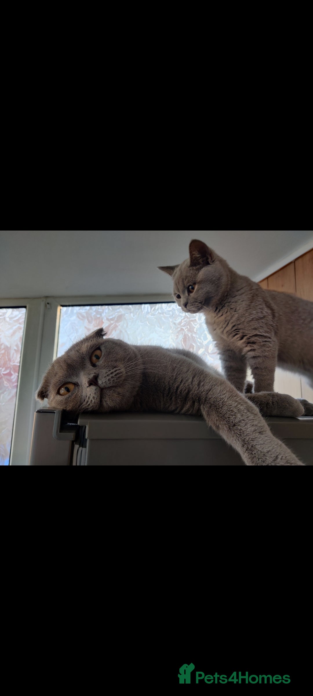 Scottish Fold cats for sale: Show quality Scottish fold  - Advert 5