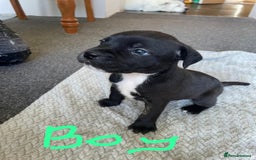 Staffordshire Bull Terrier dogs for sale: 5 Staffordshire bull terrier puppies  - Image 2