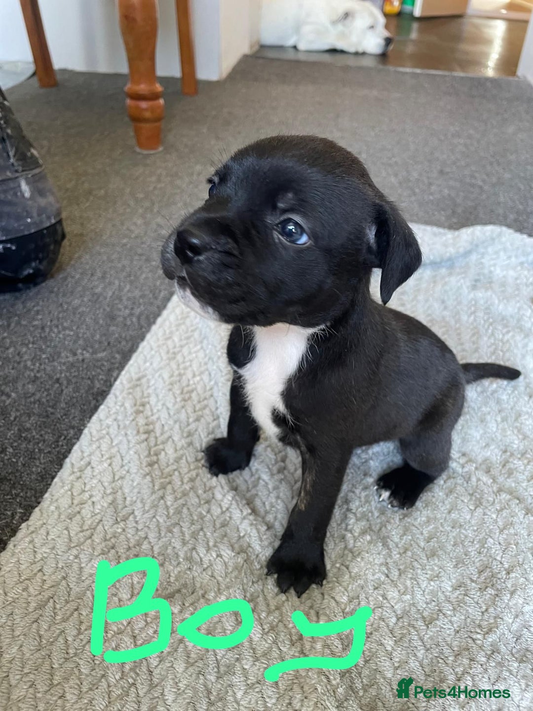 Staffordshire Bull Terrier dogs for sale: 5 Staffordshire bull terrier puppies  - Image 2