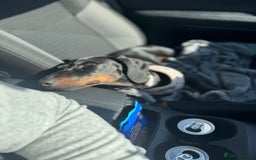 Dachshund dogs for sale: Dachshund  - Image 7