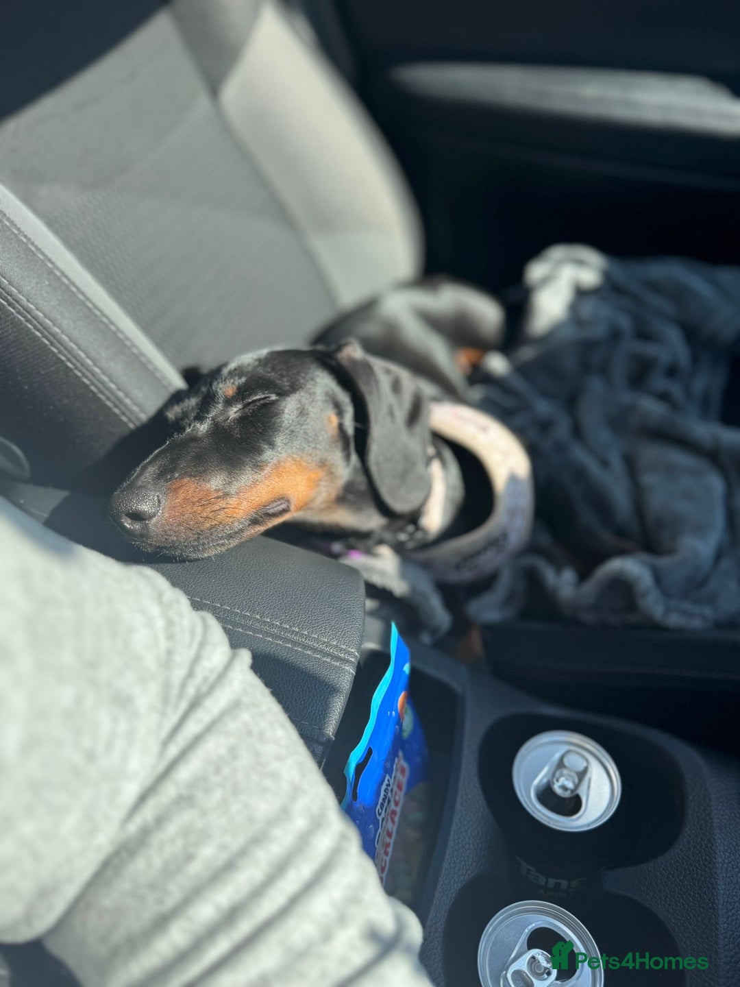 Dachshund dogs for sale: Dachshund  - Image 7