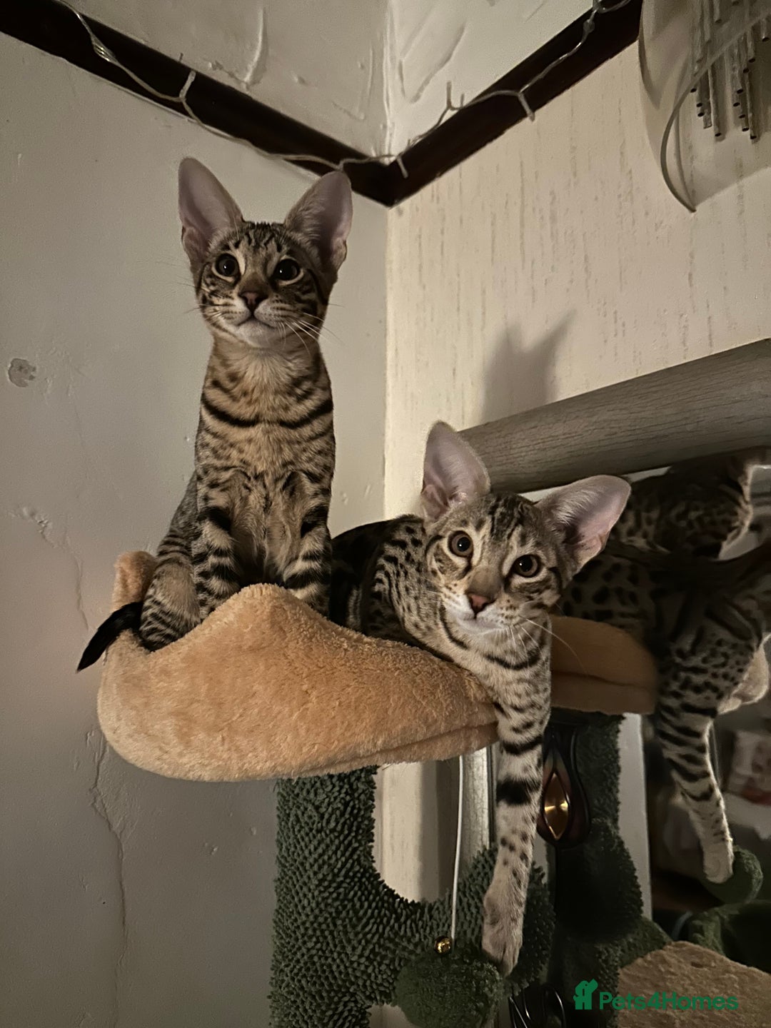 Savannah cats for sale: Savannah F4 girl kittens - Image 19